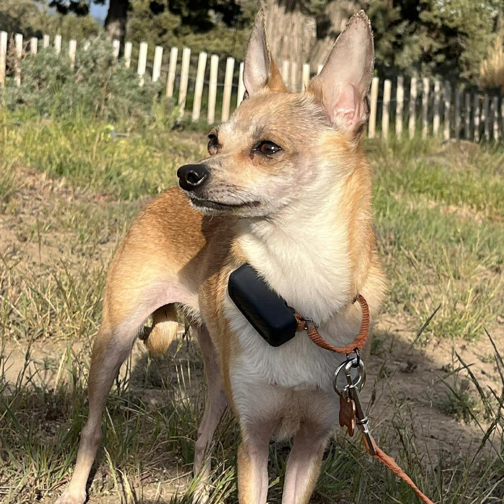 Enlarge Chola, a Adoptable mixed breed in Bend, OR image 3/6