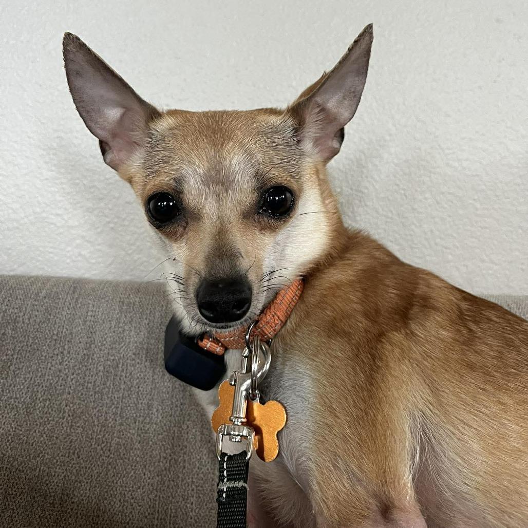Enlarge Chola, a Adoptable mixed breed in Bend, OR image 4/6