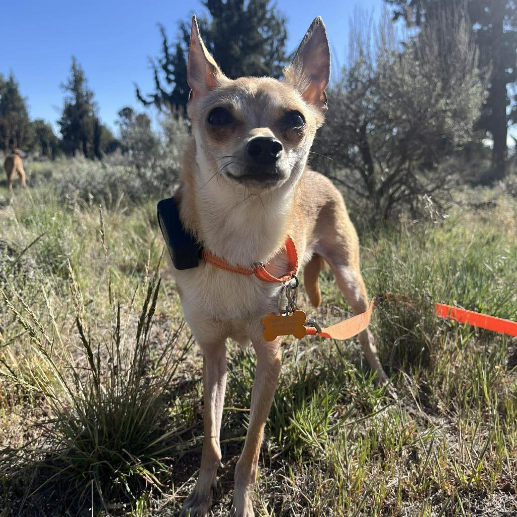 Enlarge Chola, a Adoptable mixed breed in Bend, OR image 5/6