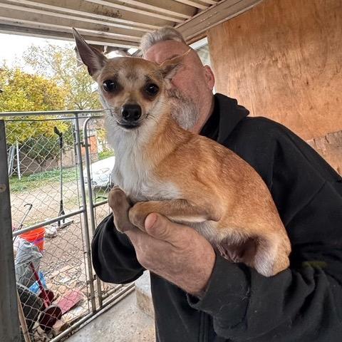 Enlarge Chola, a Adoptable mixed breed in Bend, OR image 6/6