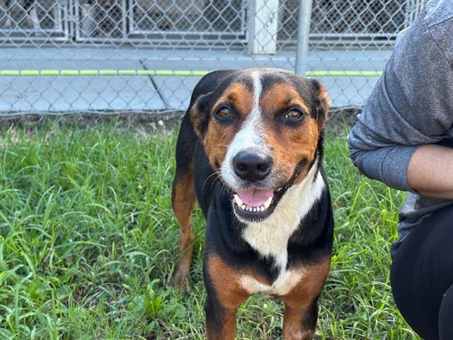 Enlarge TAFFY, a Adoptable mixed breed in Brunswick, GA image 1/1