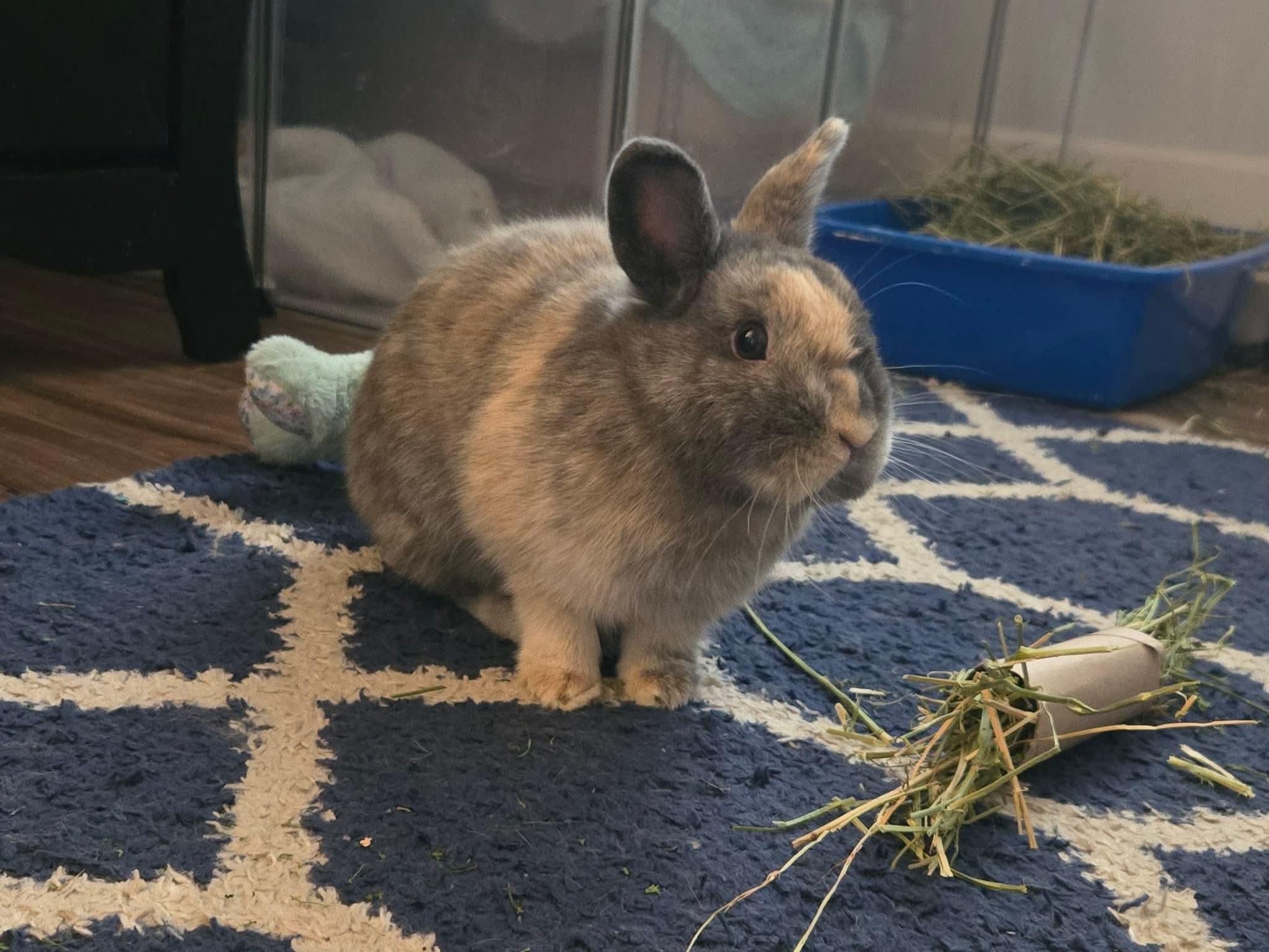 Harley (South Surrey), adopted, Young Female Harlequin & Dwarf.