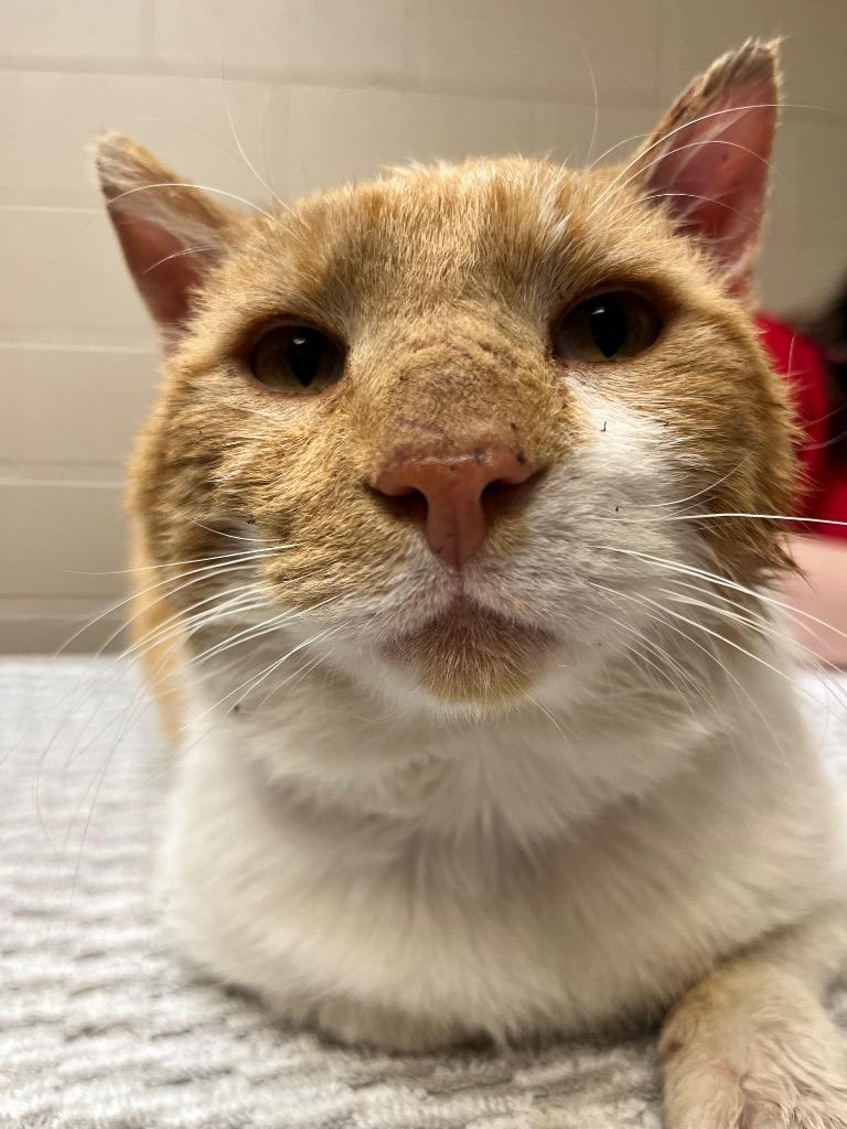 OPIE, Adoptable, Young Male Domestic Short Hair.