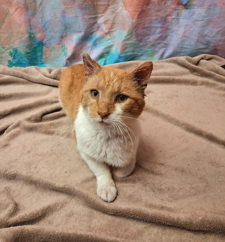 Enlarge OPIE, a Adoptable mixed breed in Wintersville, OH image 2/3