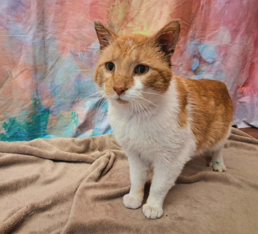 Enlarge OPIE, a Adoptable mixed breed in Wintersville, OH image 3/3