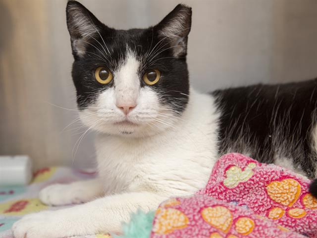 Enlarge NEMO, a Adoptable Domestic Short Hair in Phoenix, AZ image 1/1