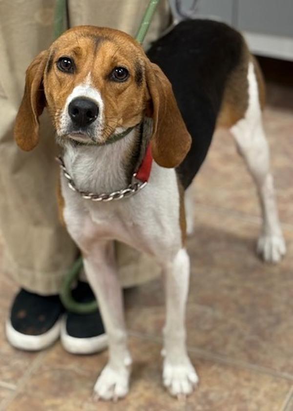 Enlarge Patsy, a Adoptable mixed breed in Littleton, CO image 1/1