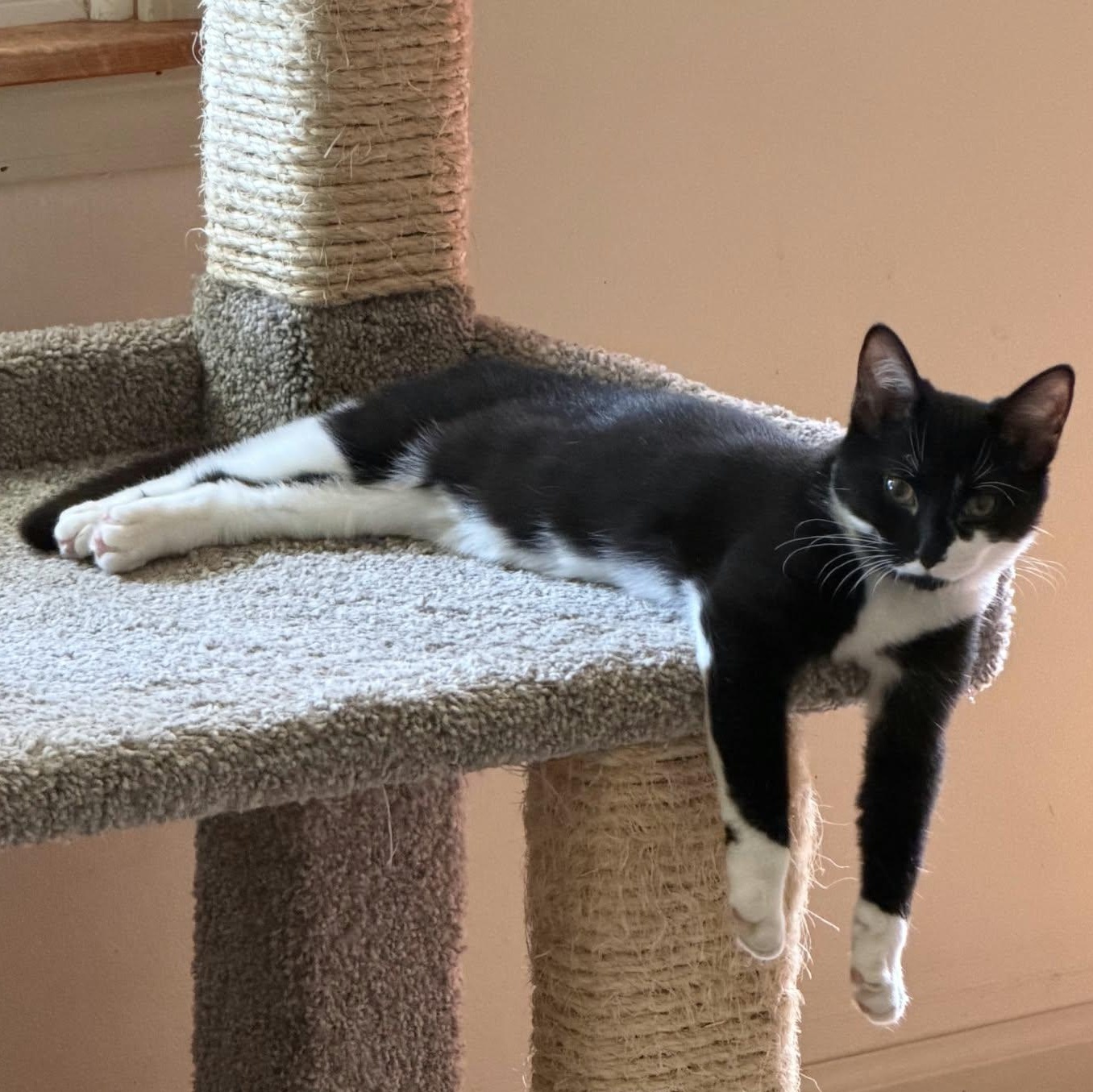 Enlarge Rosemary, a Adoptable Domestic Short Hair in Martinsville, IN image 5/5