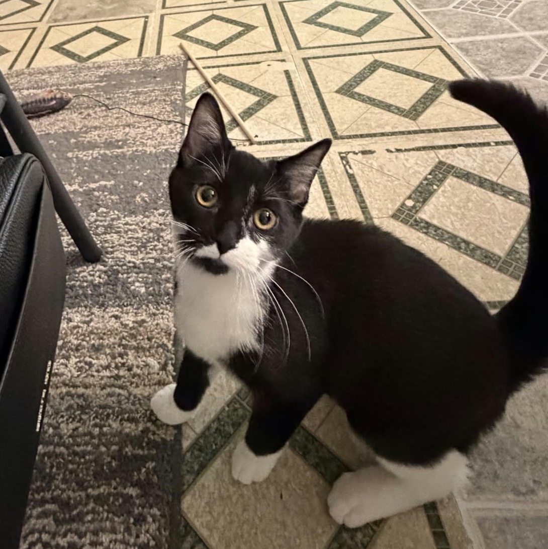 Rosemary, Adoptable, Kitten Female Domestic Short Hair.