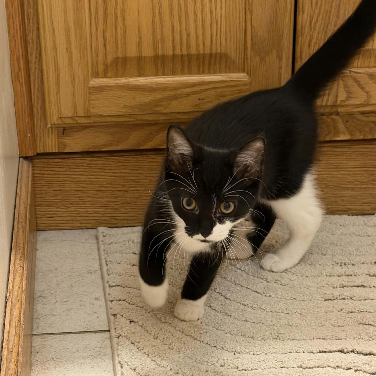 Rosemary, ADOPTABLE, Kitten Female Domestic Short Hair.