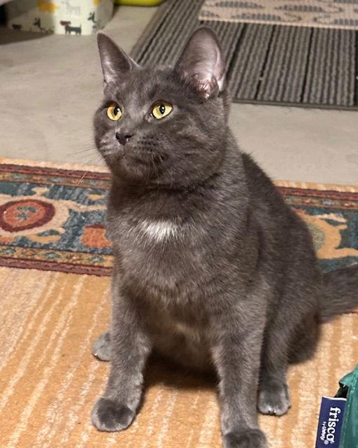 Enlarge Ramen, a Adoptable Domestic Short Hair in Canal Winchester, OH image 2/3