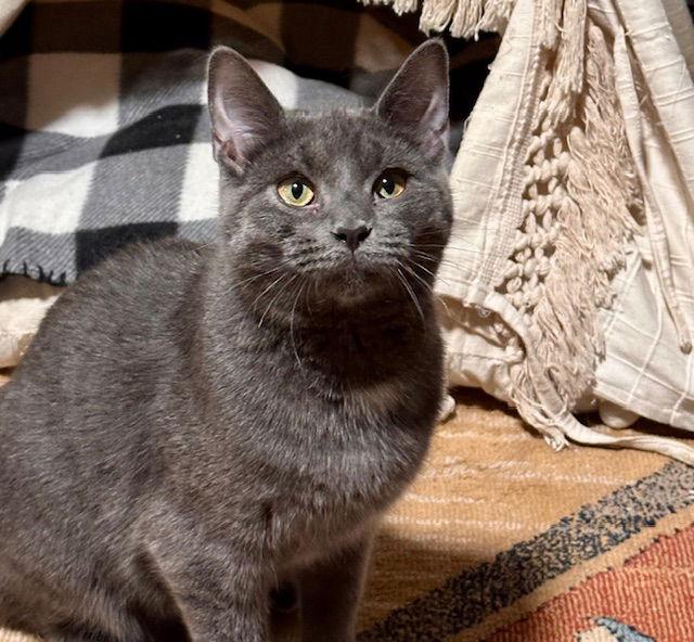 Enlarge Ramen, a Adoptable Domestic Short Hair in Canal Winchester, OH image 3/3