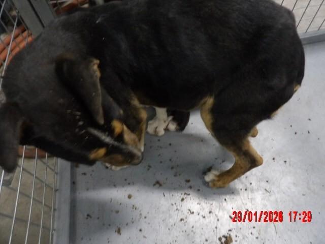 Flora, Adoptable, Young Female Mixed Breed.