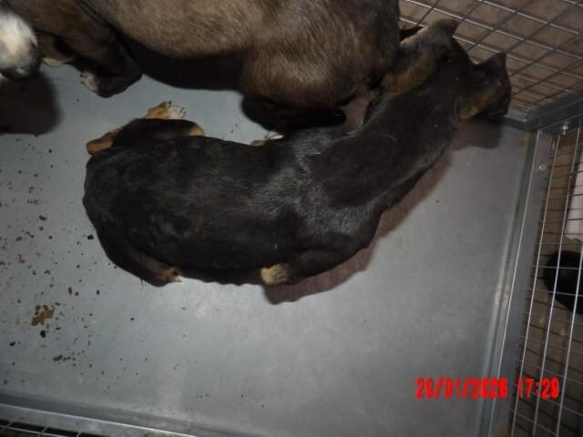 Enlarge Flora, a Adoptable Mixed Breed in Hobbs, NM image 2/5