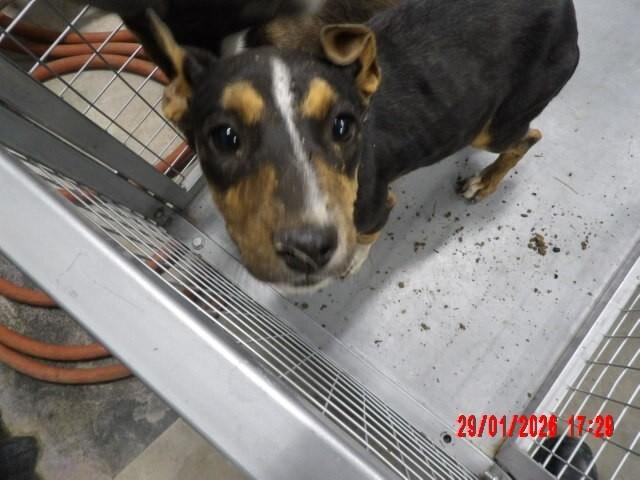 Enlarge Flora, a Adoptable Mixed Breed in Hobbs, NM image 3/5