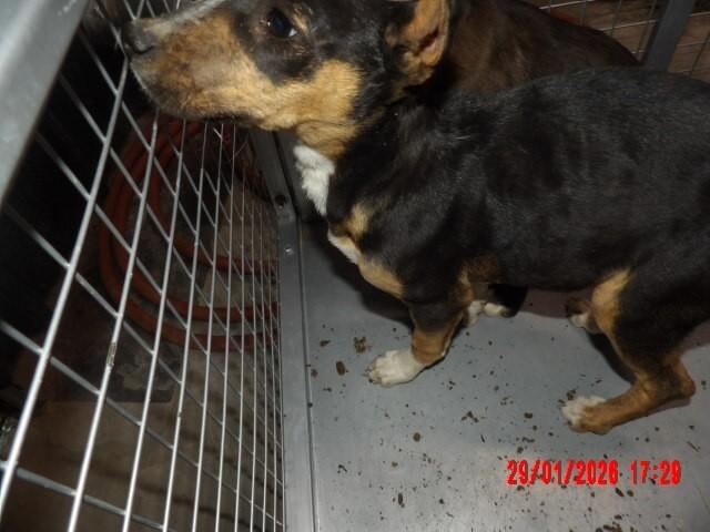 Enlarge Flora, a Adoptable Mixed Breed in Hobbs, NM image 4/5