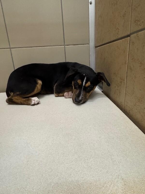 Enlarge Flora, a Adoptable Mixed Breed in Hobbs, NM image 5/5