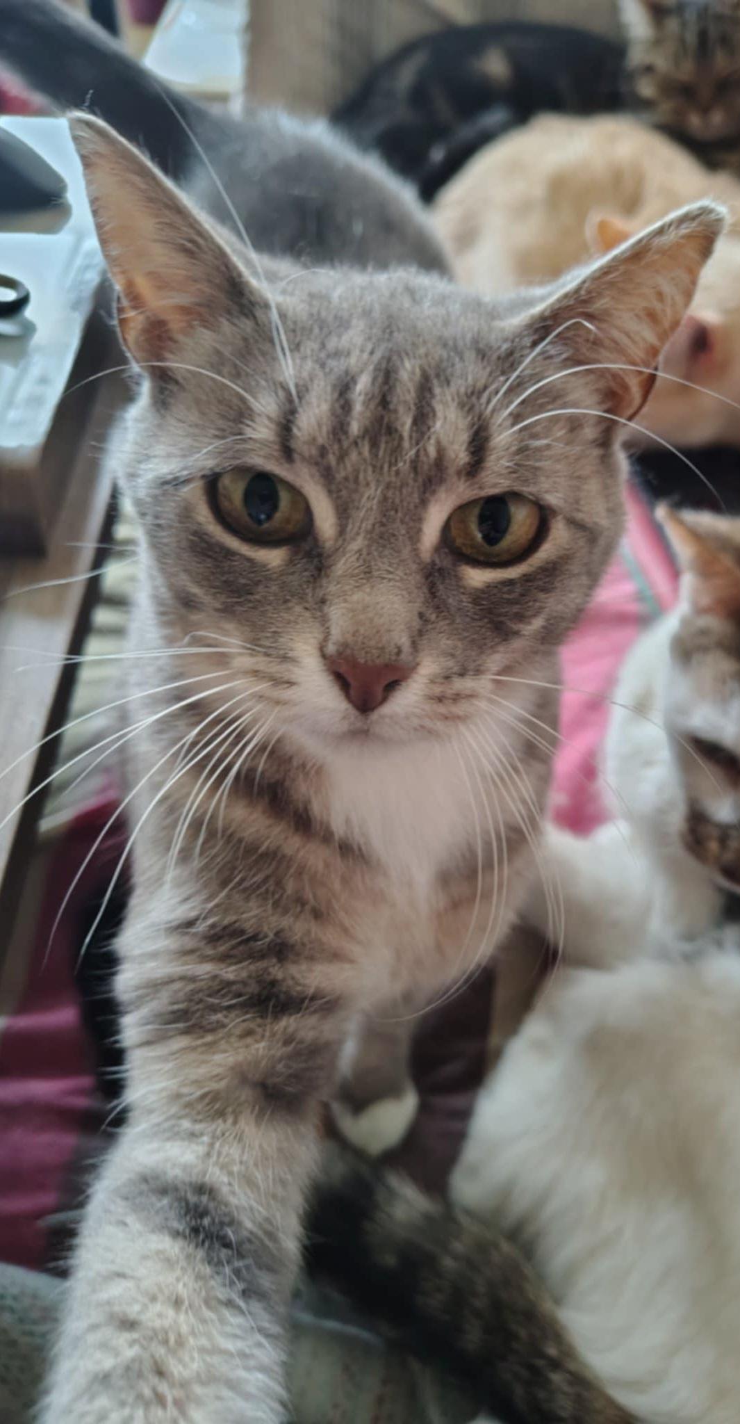 Céleste (f) 4yrs old Silver tabby