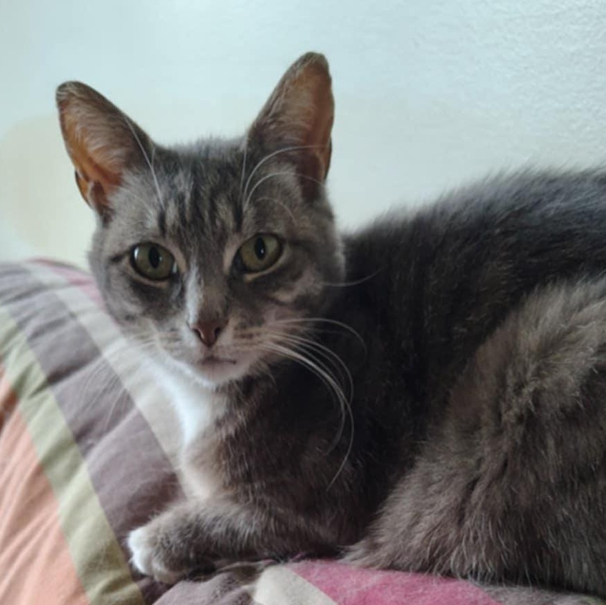 Céleste (f) 4yrs old Silver tabby
