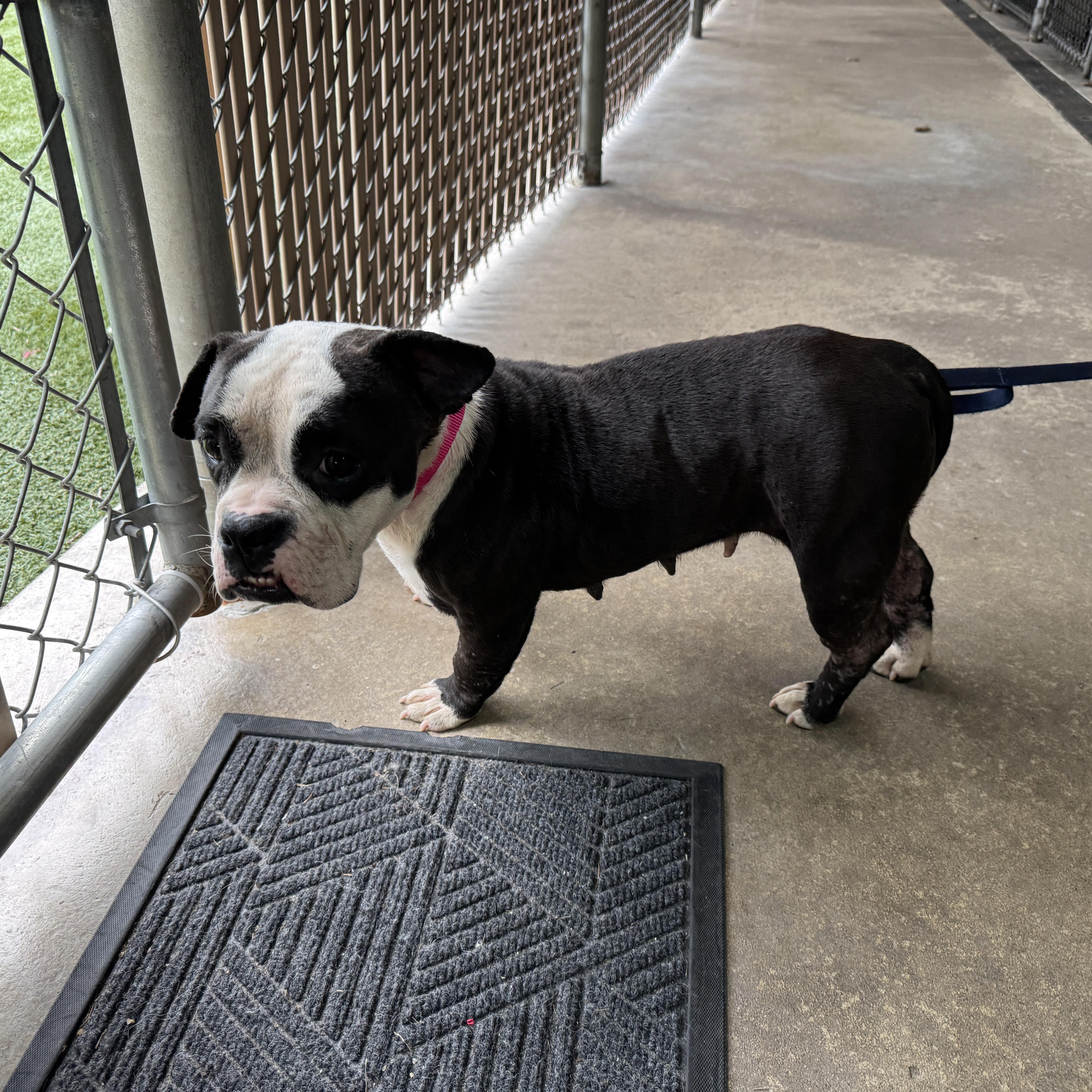 Enlarge Meet DELILAH - what a doll - no joke - sweet as can be. Female 5 yr old bulldog mix, a ADOPTABLE mixed breed in Clifton, NJ image 5/6