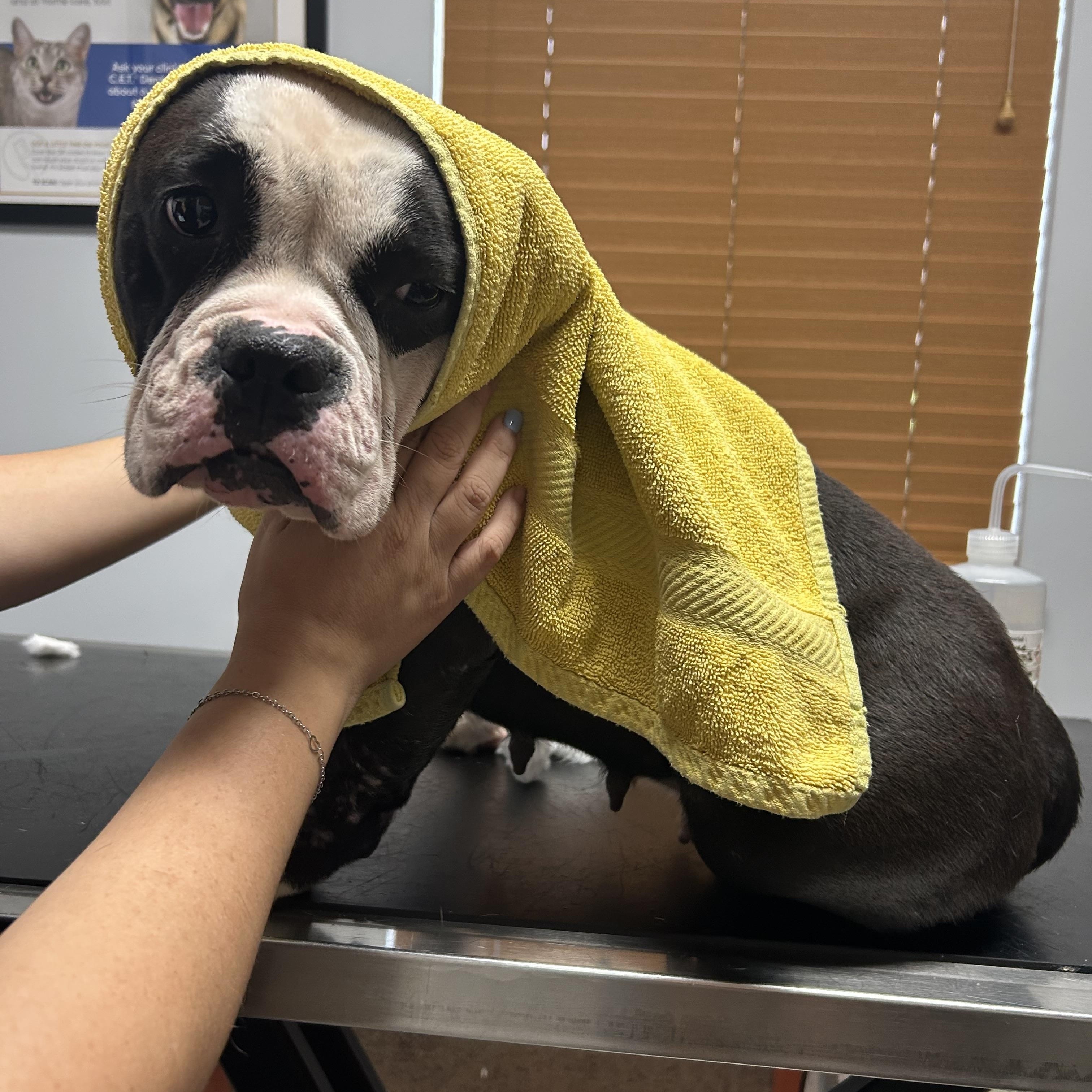 Enlarge Meet DELILAH - what a doll - no joke - sweet as can be. Female 5 yr old bulldog mix, a ADOPTABLE mixed breed in Clifton, NJ image 4/6