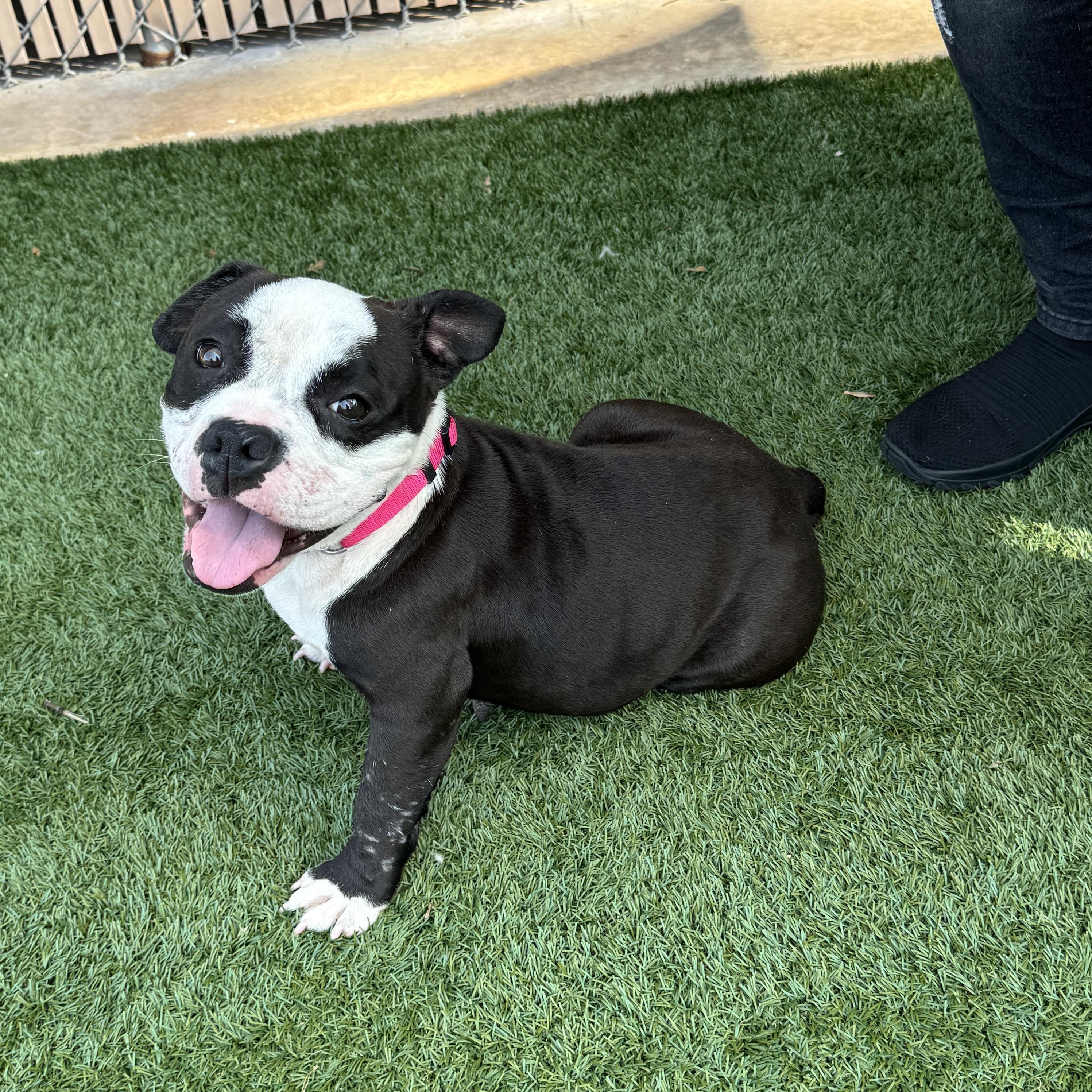 Enlarge Meet DELILAH - what a doll - no joke - sweet as can be. Female 5 yr old bulldog mix, a ADOPTABLE mixed breed in Clifton, NJ image 3/6