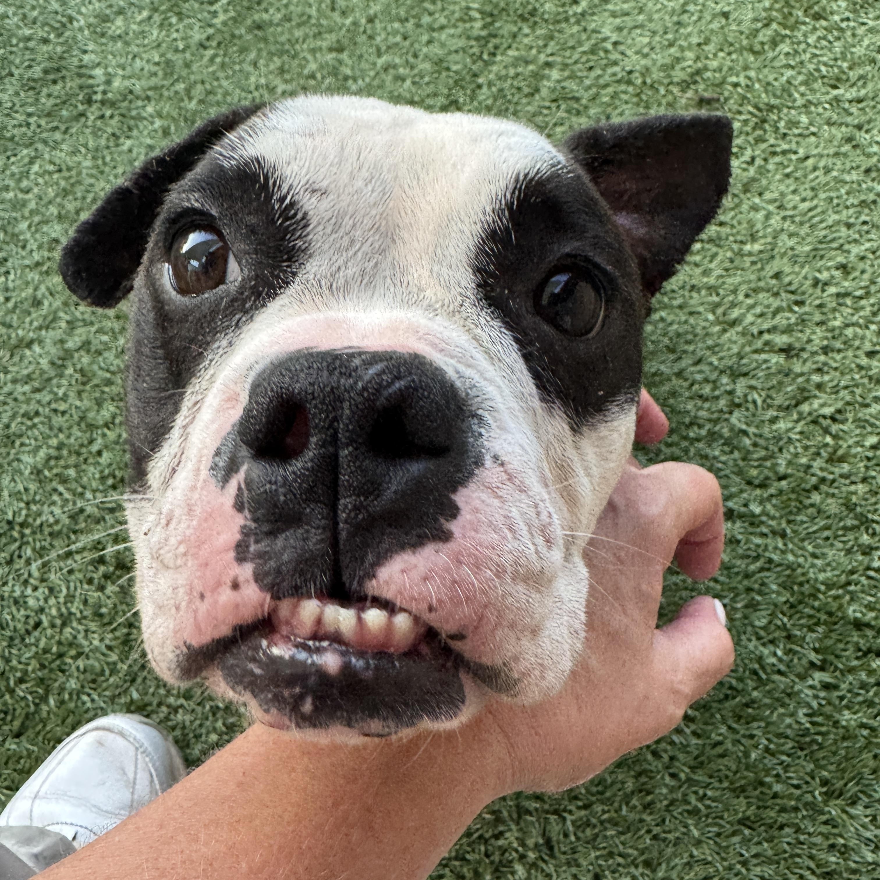 Enlarge Meet DELILAH - what a doll - no joke - sweet as can be. Female 5 yr old bulldog mix, a ADOPTABLE mixed breed in Clifton, NJ image 6/6
