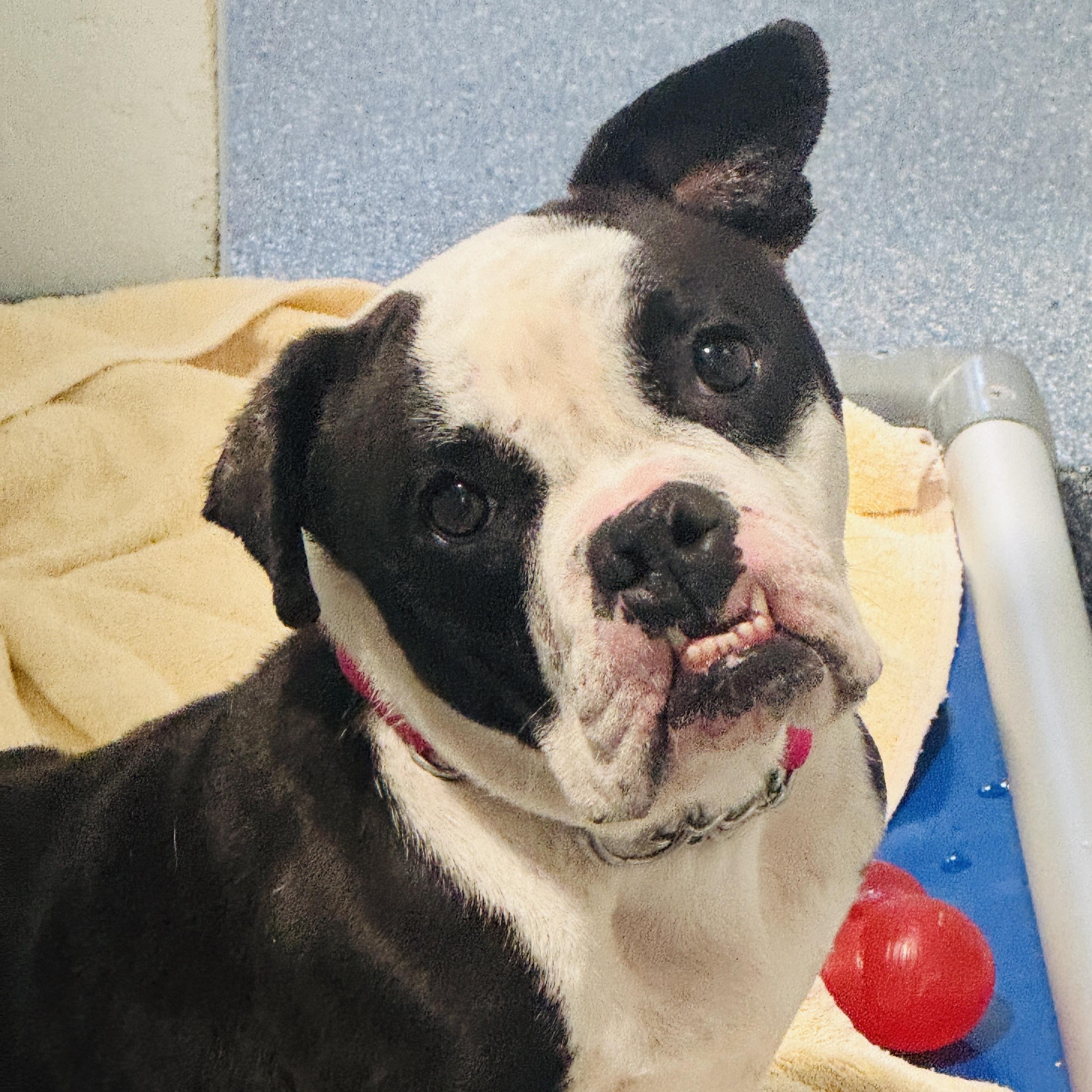 Meet DELILAH - what a doll - no joke - sweet as can be. Female 5 yr old bulldog mix, ADOPTABLE, Adult Female Bulldog & Terrier.