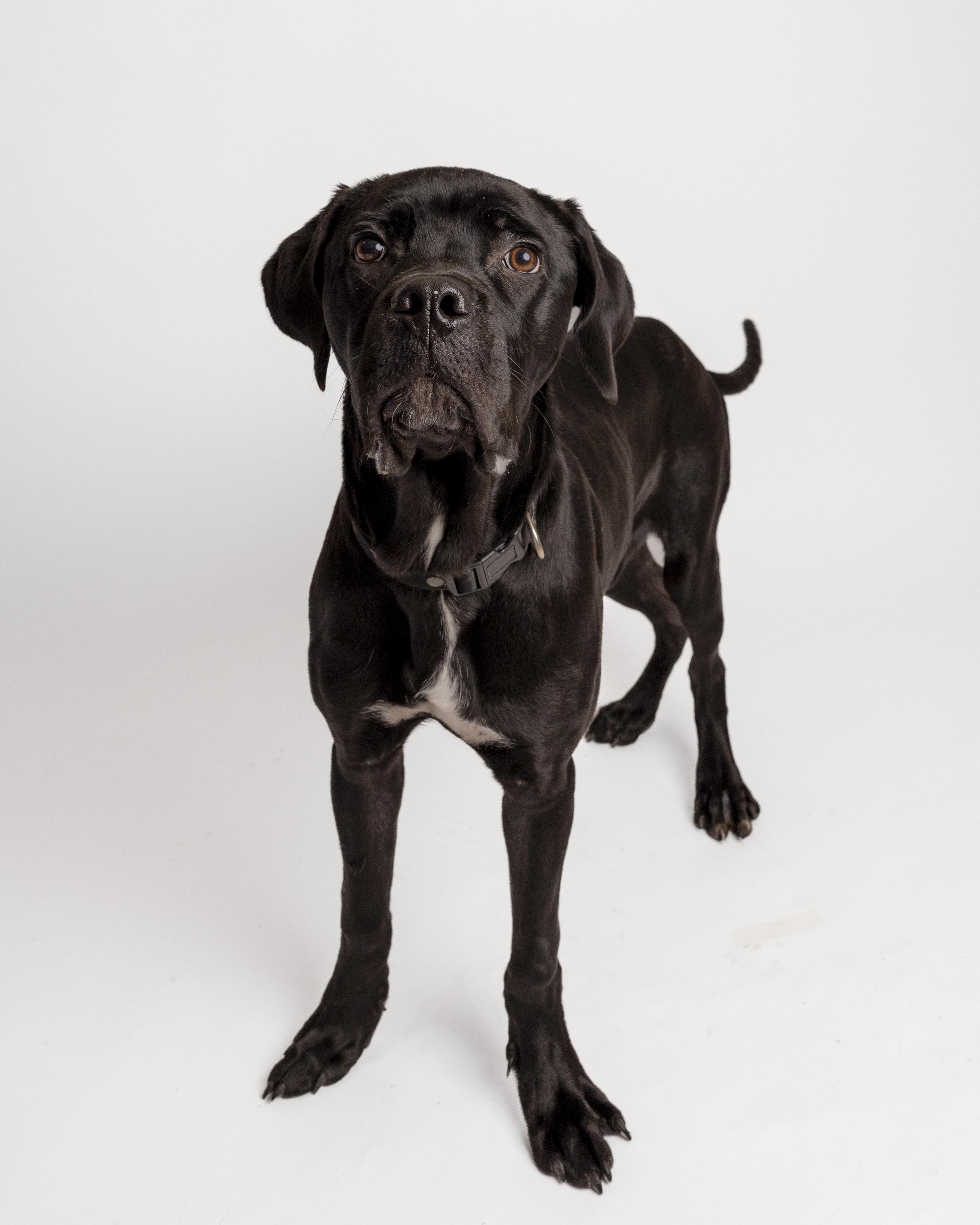 Milo, a Adoptable mixed breed in Bellingham, WA image 3/6