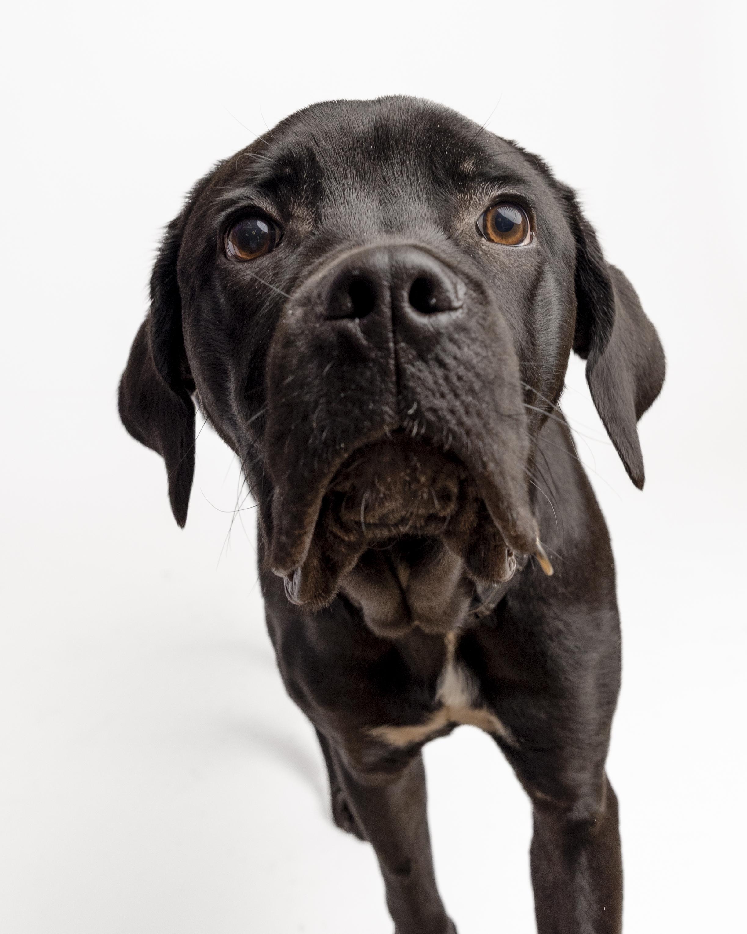 Milo, Adoptable, Young Male Mixed Breed.