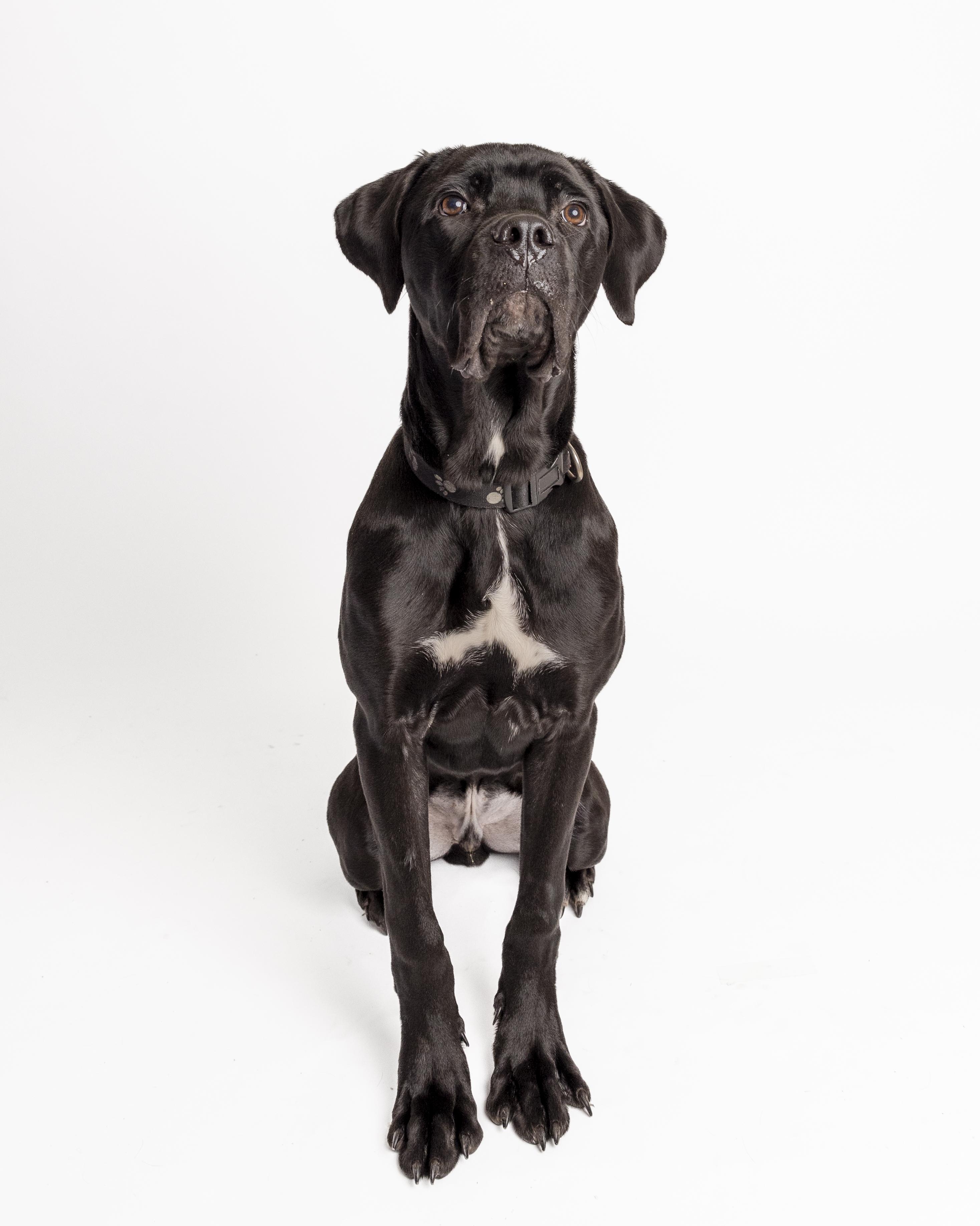 Milo, a Adoptable mixed breed in Bellingham, WA image 5/6