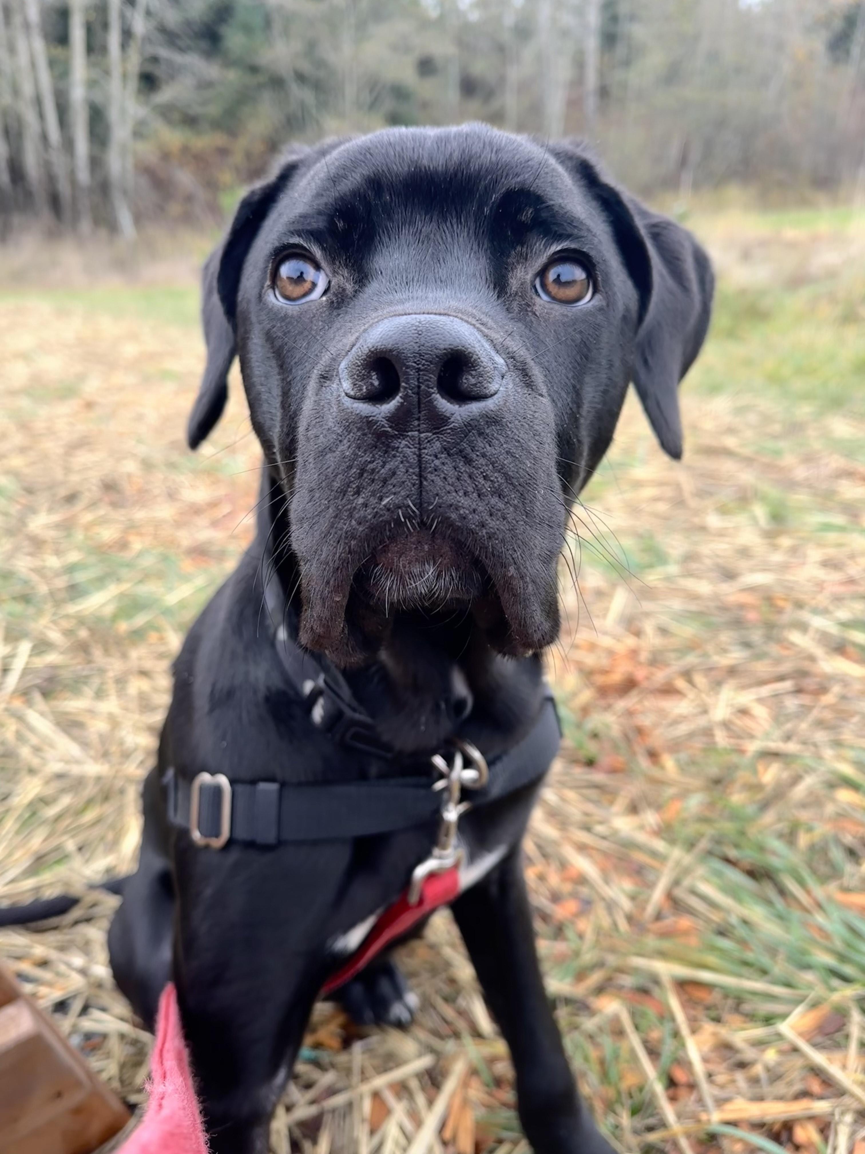Milo, Adoptable, Young Male Mixed Breed.