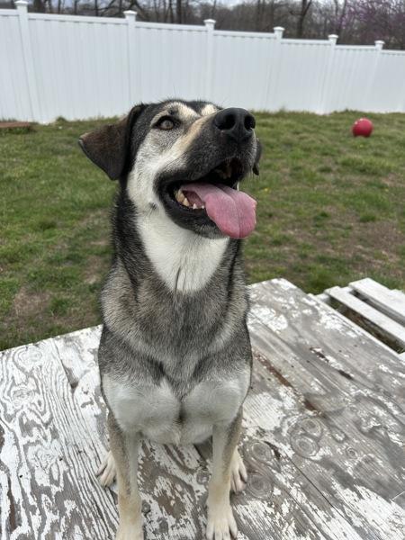 Lizzy, Adoptable, Adult Female German Shepherd Dog & Siberian Husky.