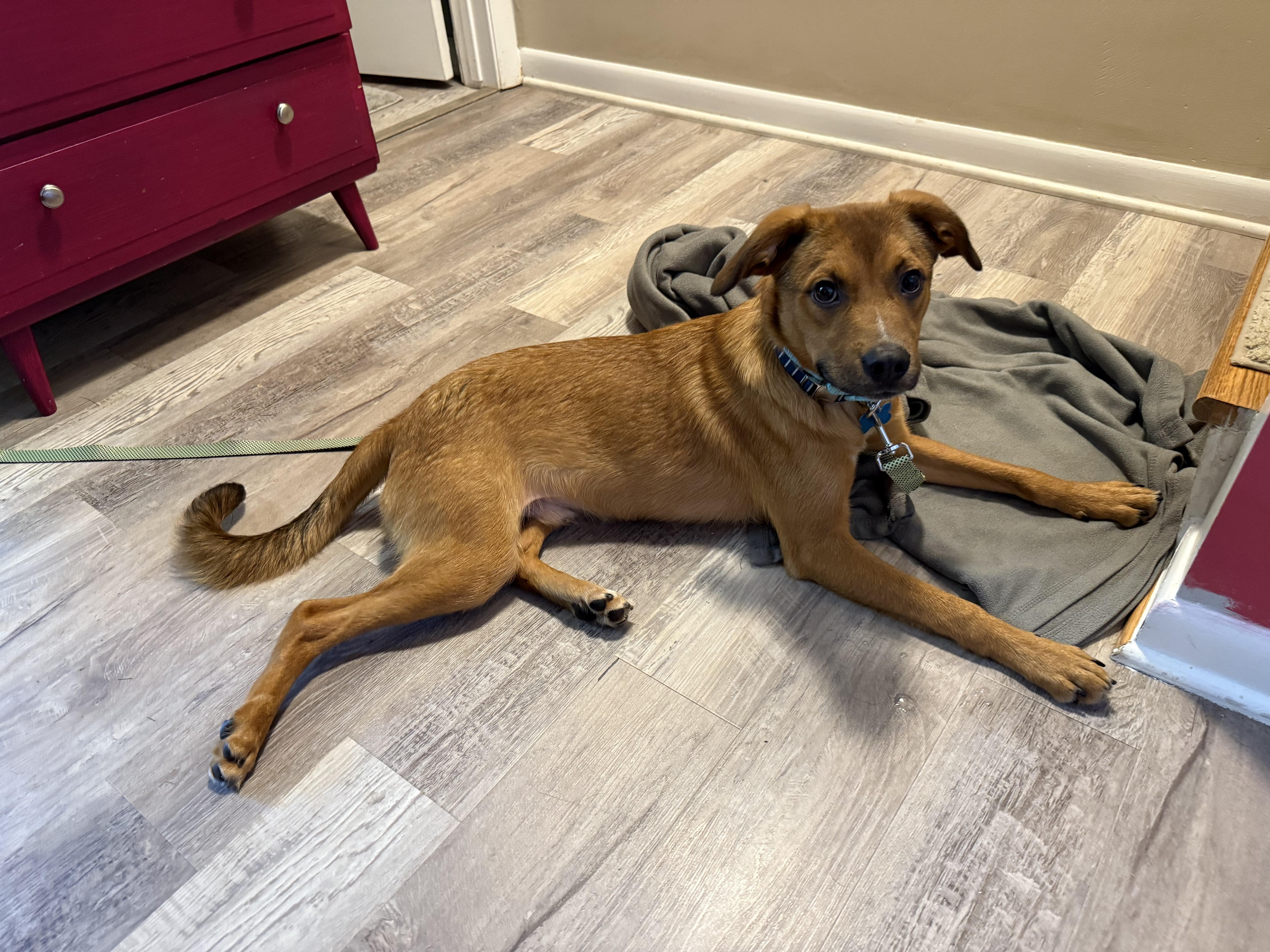 Mike Wazowski, Young Male Terrier
