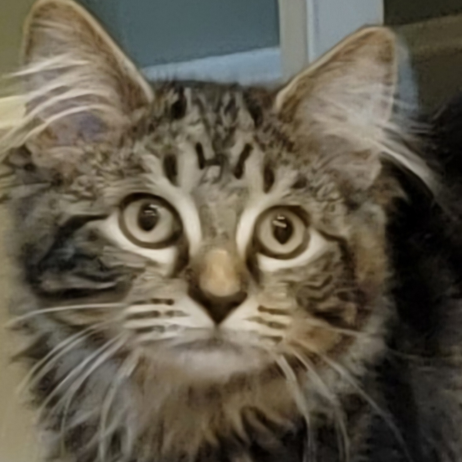 Davey Jones- Adopted 10.30.24