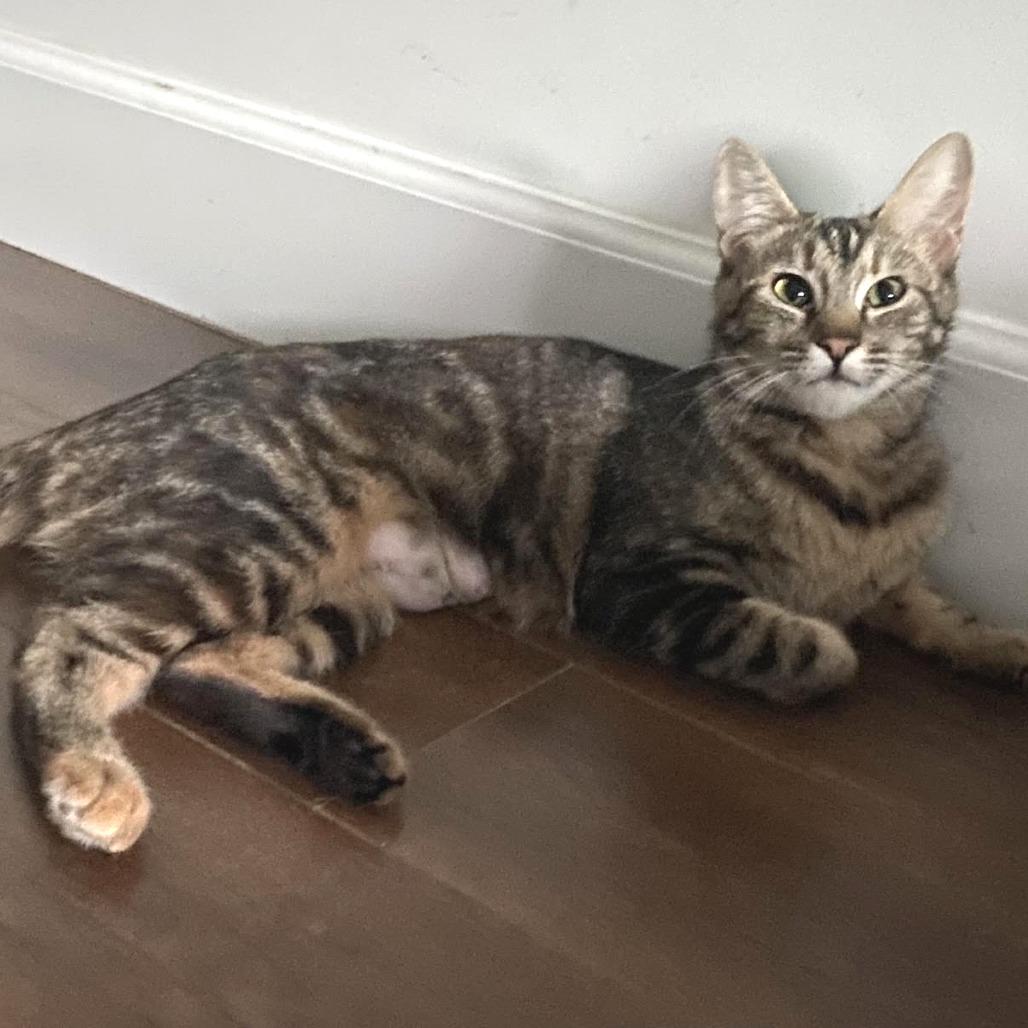 Arielle — thumbnail 2