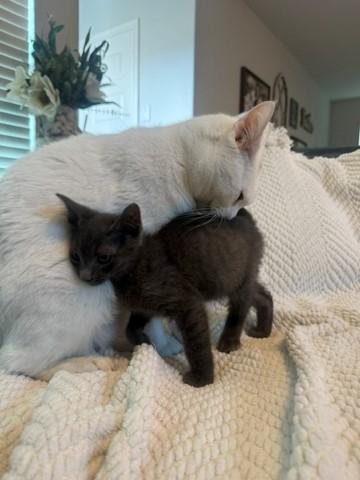 Apache, an adopted Russian Blue in West Seneca, NY image 3/6