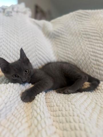 Apache, an adopted Russian Blue in West Seneca, NY image 4/6