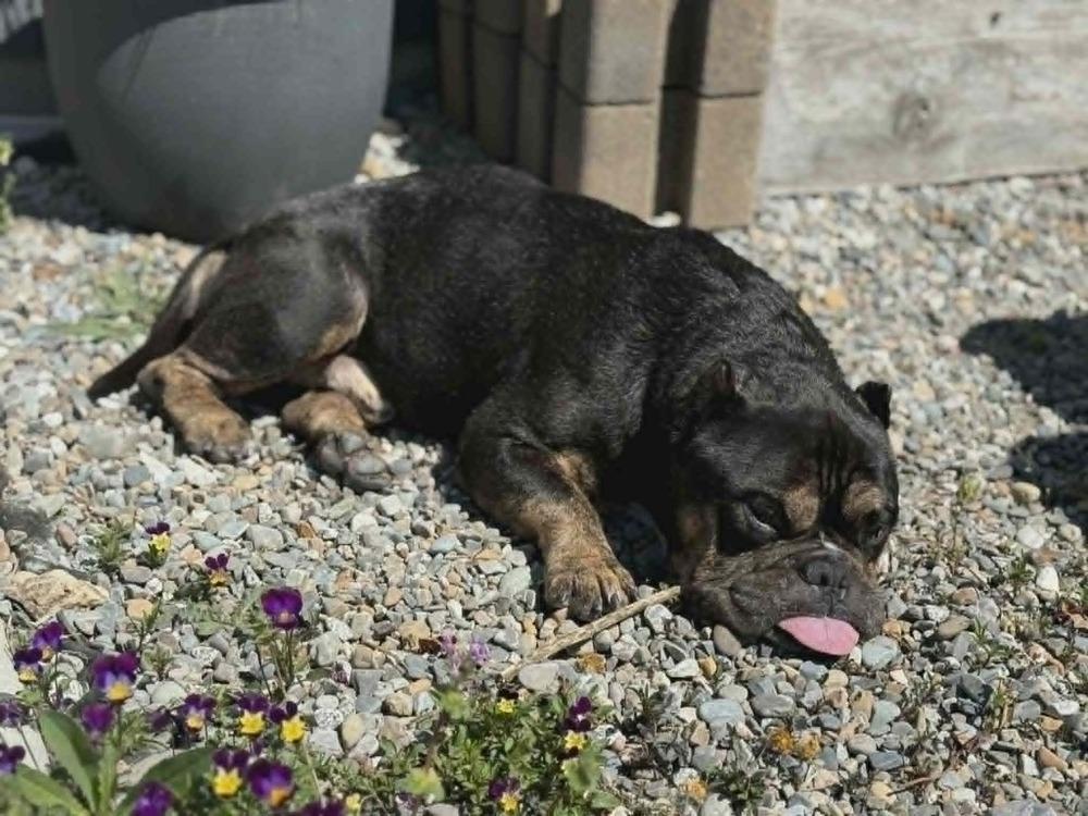 Albus, a Adoptable mixed breed in Rathdrum, ID image 1/6
