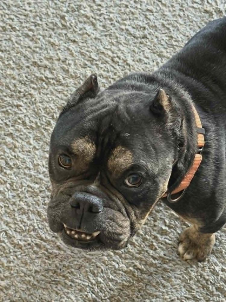 Albus, a Adoptable mixed breed in Rathdrum, ID image 3/6
