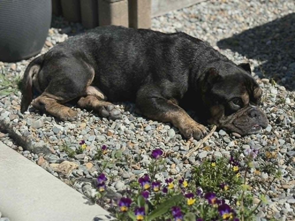 Albus, a Adoptable mixed breed in Rathdrum, ID image 4/6