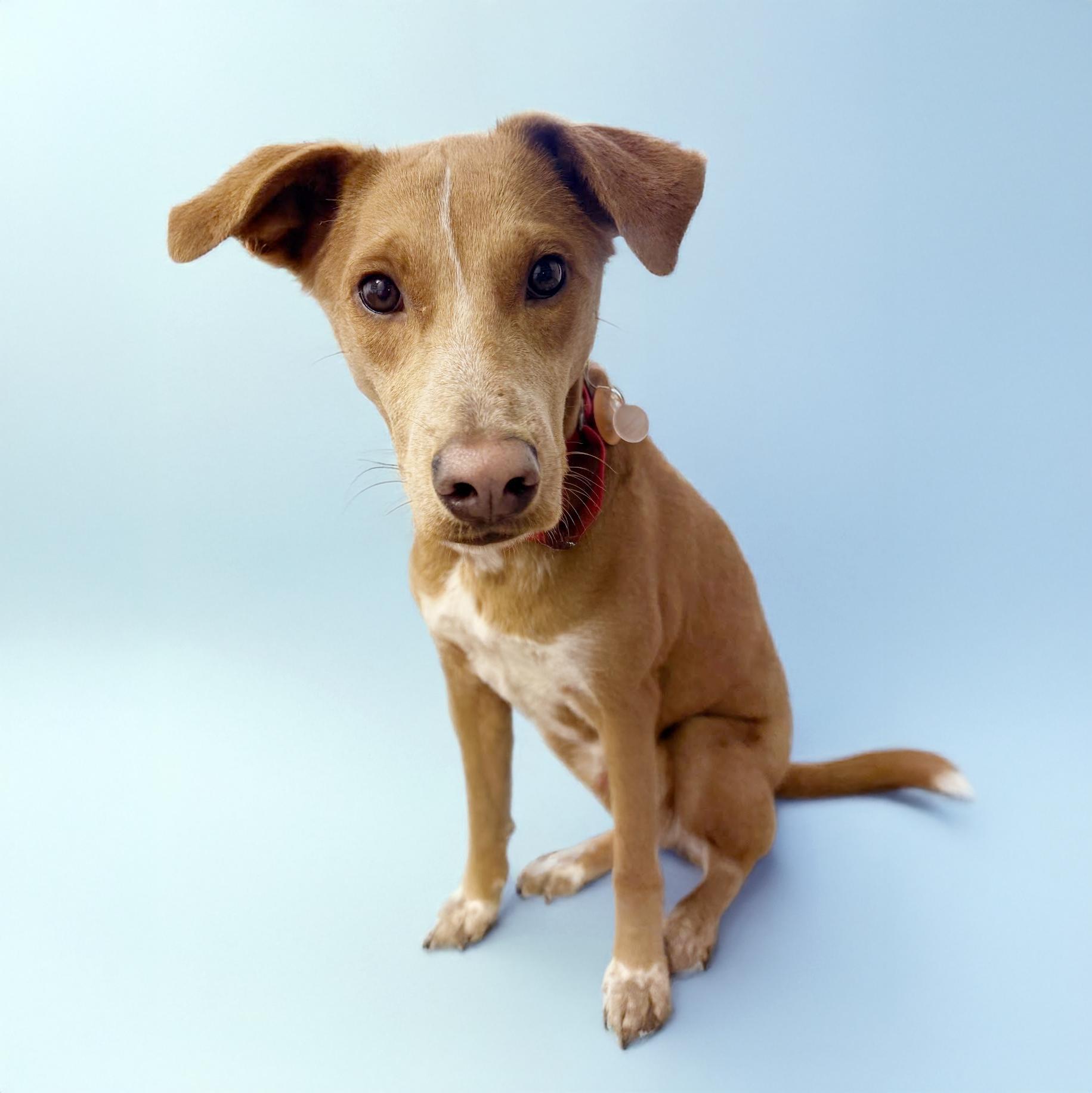 Fozzie, a Adoptable mixed breed in Scottsdale, AZ image 3/4