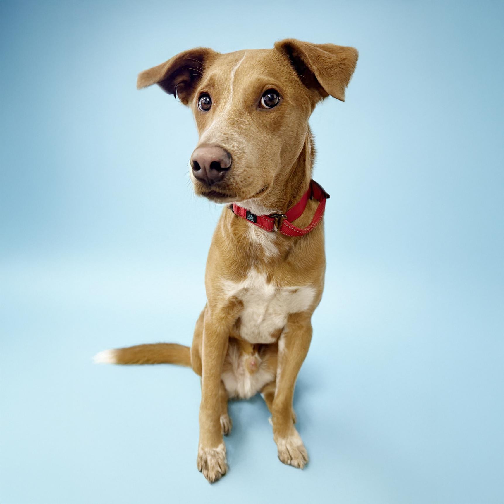 Fozzie, a Adoptable mixed breed in Scottsdale, AZ image 4/4