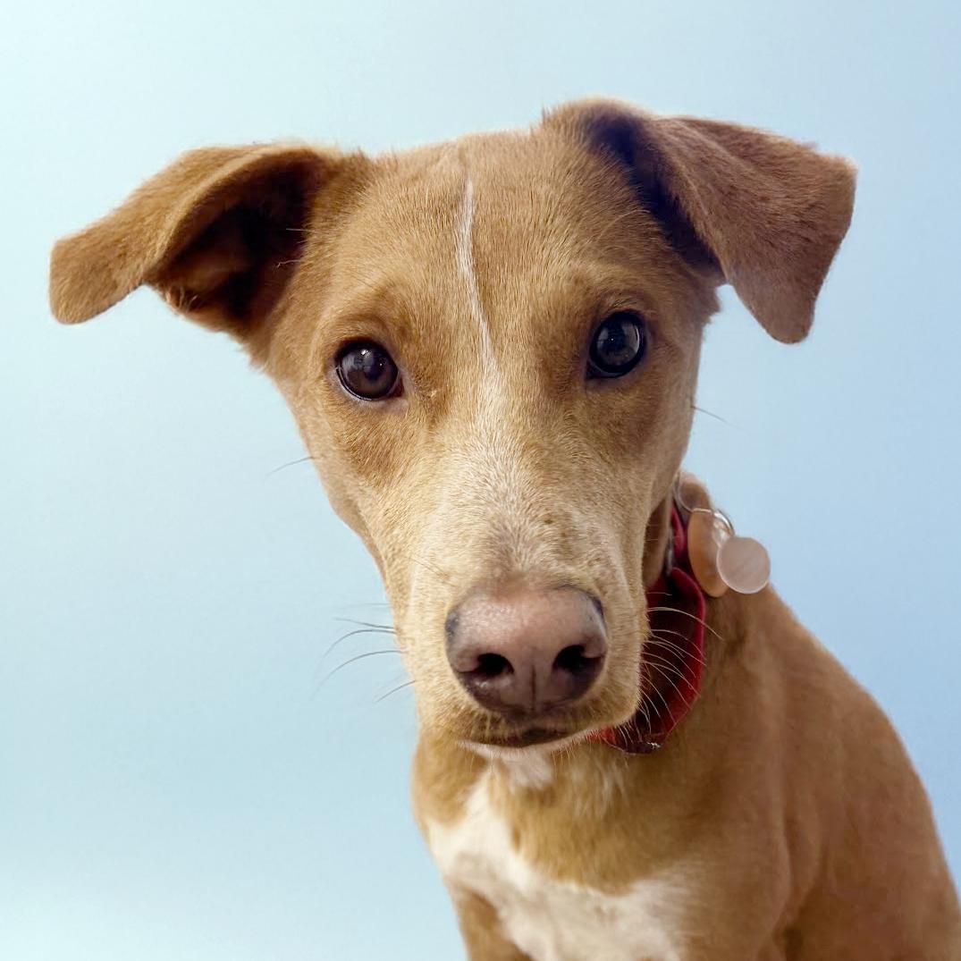 Fozzie, Adoptable, Young Male Australian Shepherd & German Shepherd Dog.