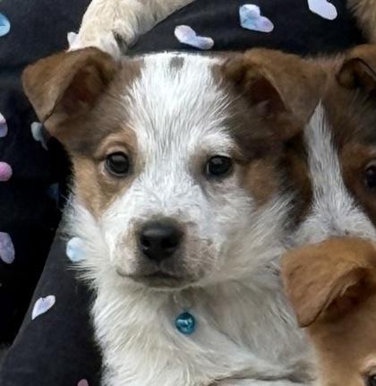 Cinderella, Adoptable, Puppy Female Fox Terrier & Border Collie.