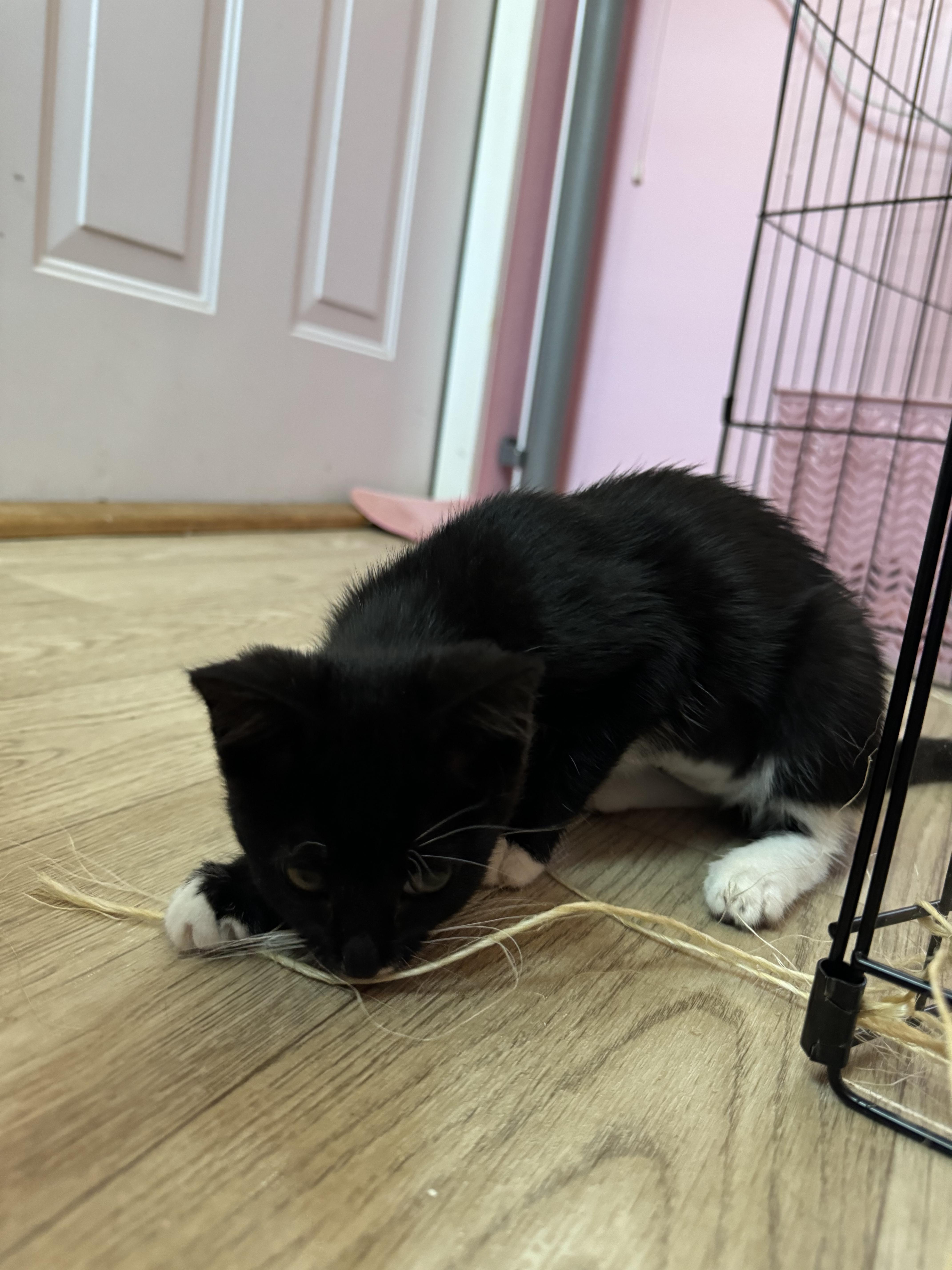 Cat for adoption Cookie, a Domestic Short Hair in Portage, MI Petfinder