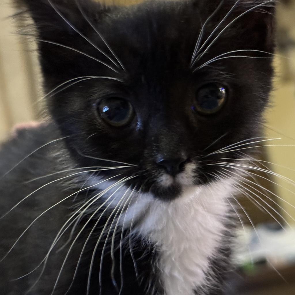 Cat for adoption Cookie, a Domestic Short Hair in Portage, MI Petfinder