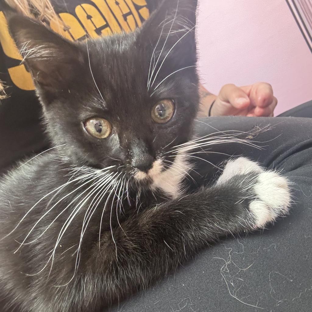 Cat for adoption Cookie, a Domestic Short Hair in Portage, MI Petfinder