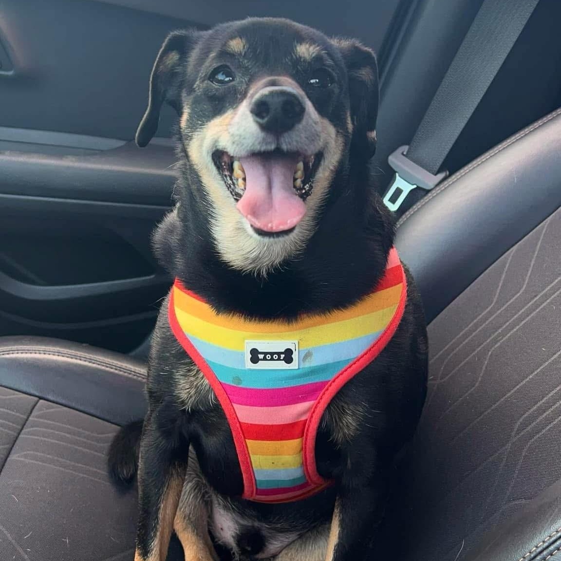 Enlarge Finn ****Courtesy Post******, a ADOPTABLE Terrier in Warren, MI image 1/4