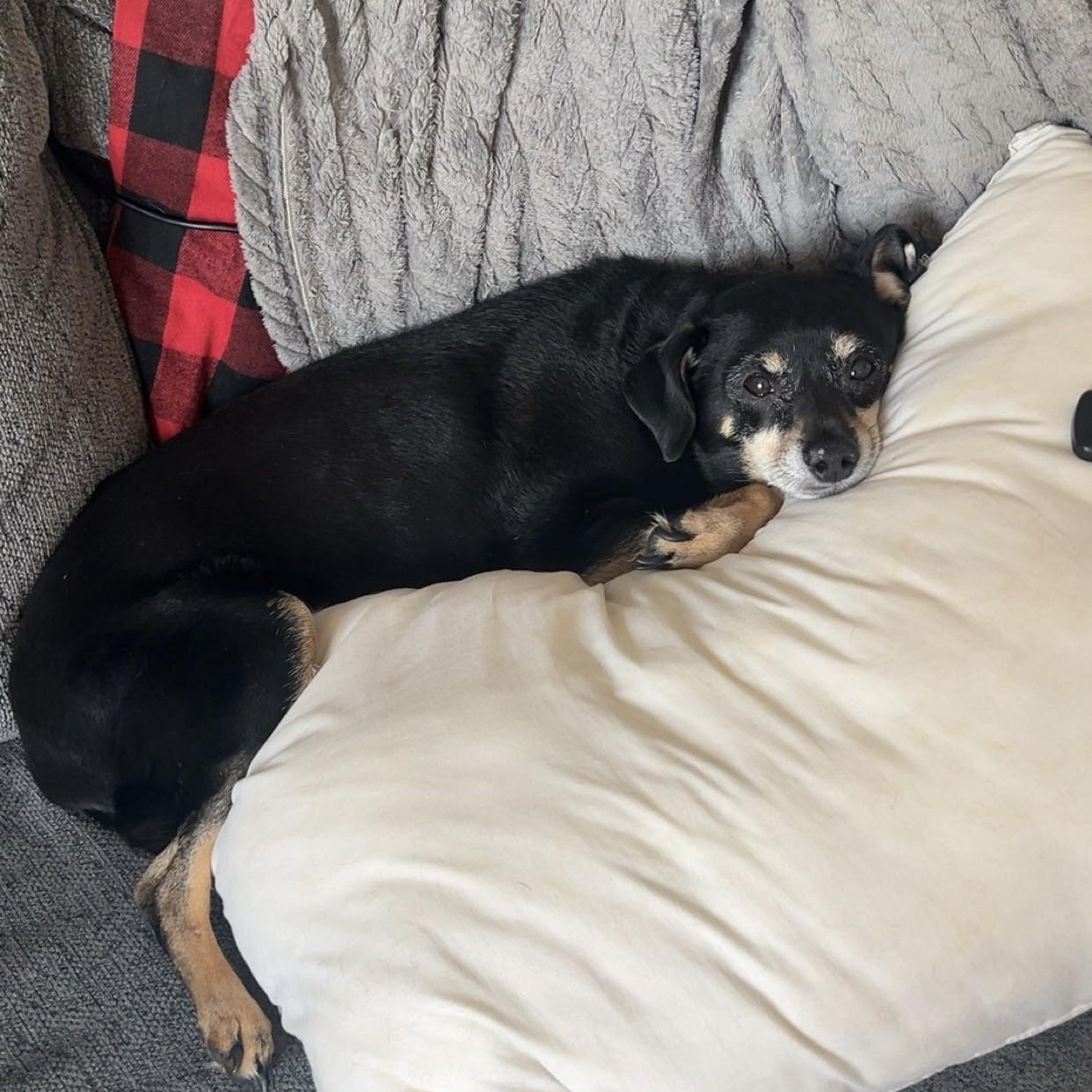 Enlarge Finn ****Courtesy Post******, a ADOPTABLE Terrier in Warren, MI image 2/4